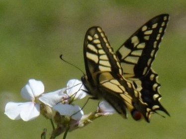 Right profile