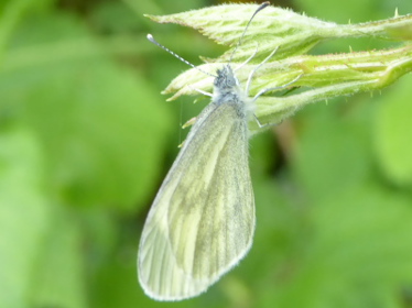 Right profile