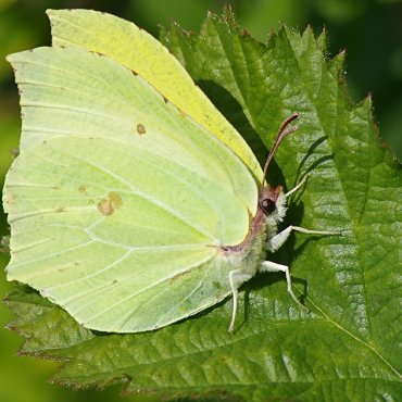 Picture of Brimstone - Gonepteryx rhamni