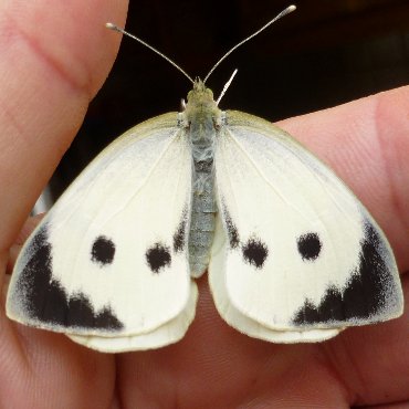 Picture of Large White - Pieris brassicae