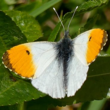 Picture of Orange-tip - Anthocharis cardamines