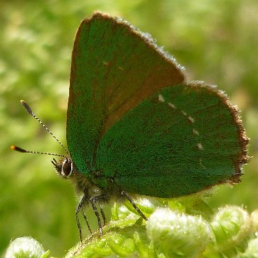 Picture of Green Hairstreak - Callophrys rubi