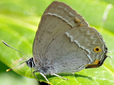 Right profile