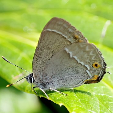 Picture of Purple Hairstreak - Favonius quercus