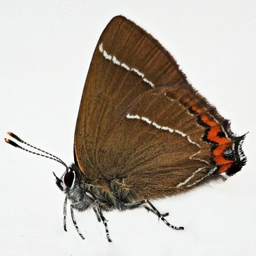 Picture of White-letter Hairstreak - Satyrium w-album