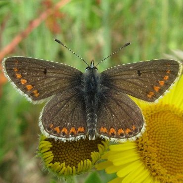 Picture of Brown Argus - Aricia agestis