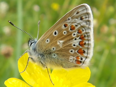 Right profile