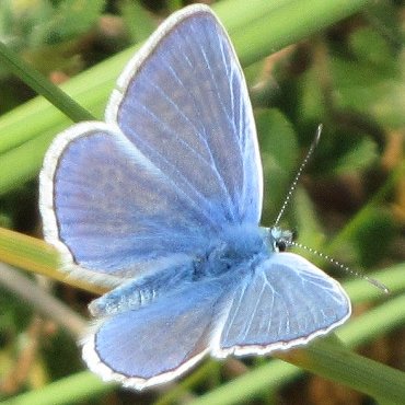 Picture of Common Blue - Polyommatus icarus