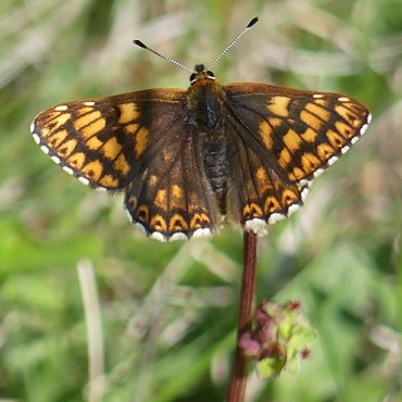 Picture of Duke of Burgundy - Hamearis lucina