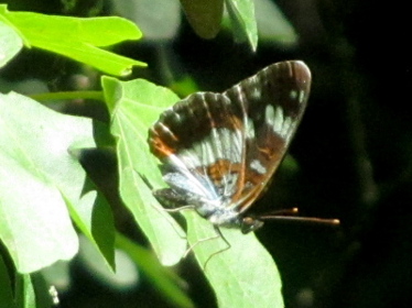 Left profile