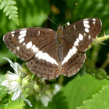 Picture of White Admiral - Limenitis camilla