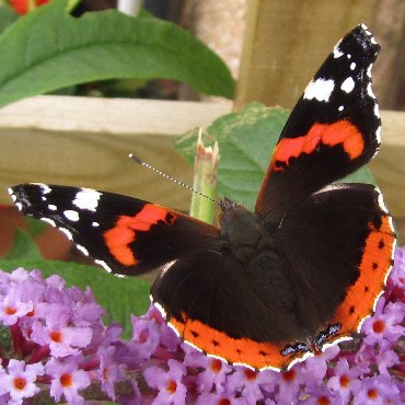 Picture of Red Admiral - Vanessa atalanta