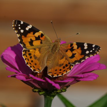 Picture of Painted Lady - Cynthia cardui