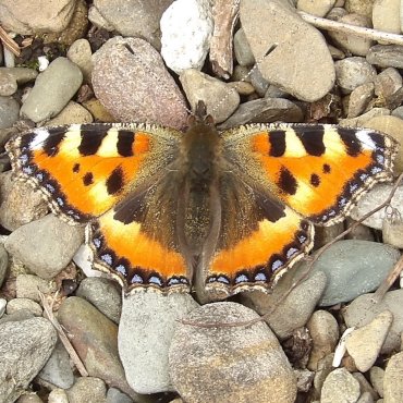 Picture of Small Tortoiseshell - Aglais urticae