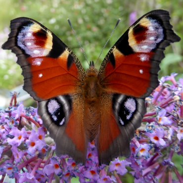 Picture of Peacock - Inachis io