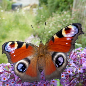 Image of Peacock - Inachis io