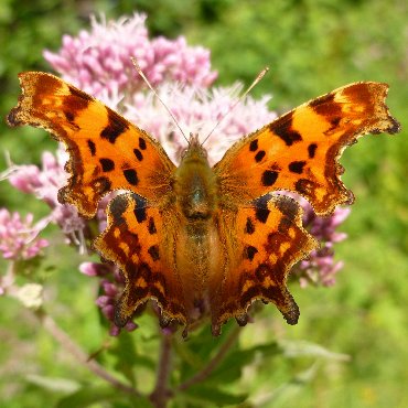 Picture of Comma - Polygonia c-album