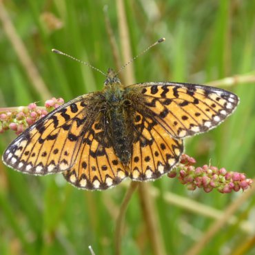 Picture of Small Pearl-bordered Fritillary - Boloria selene