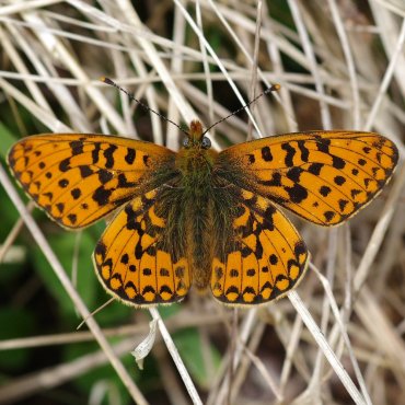 Picture of Pearl-bordered Fritillary - Boloria euphrosyne*