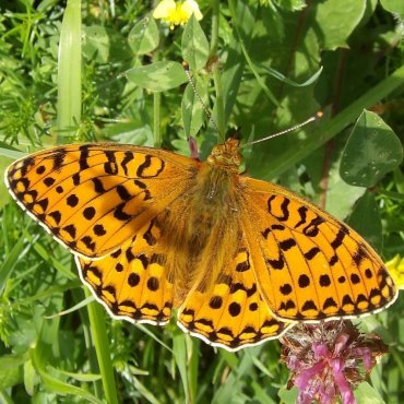 Picture of Dark Green Fritillary - Argynnis aglaja