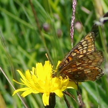 Picture of Marsh Fritillary - Euphydryas aurinia