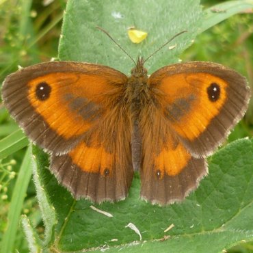 Picture of Gatekeeper/Hedge Brown - Pyronia tithonus