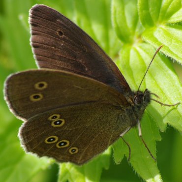 Picture of Ringlet - Aphantopus hyperantus