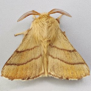 Image of Lackey - Malacosoma neustria (Male)*