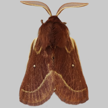 Picture of Grass Eggar - Lasiocampa trifolii