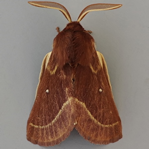 Image of Grass Eggar - Lasiocampa trifolii