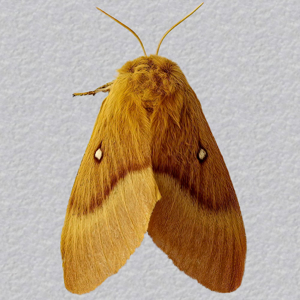 Image of Oak Eggar - Lasiocampa quercus*