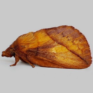 Picture of Drinker - Euthrix potatoria (Male)