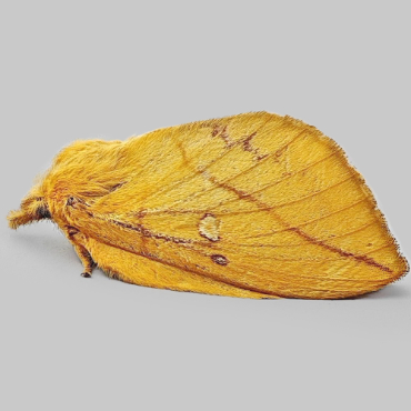 Picture of Drinker - Euthrix potatoria (Female)