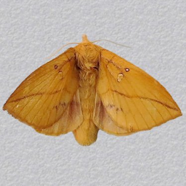 Top - 2