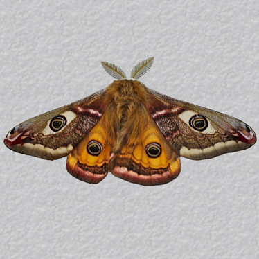 Top - 2