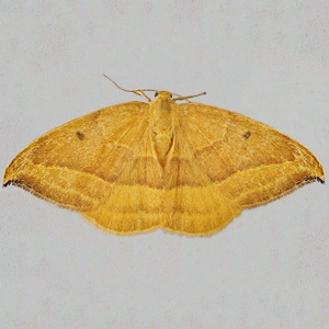 Image of Barred Hook-tip - Watsonalla cultraria*