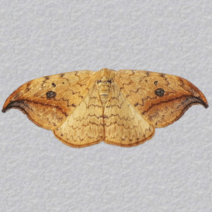 Image of Pebble Hook-tip - Drepana falcataria falcataria*