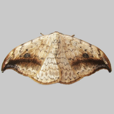 Picture of Pebble Hook-tip - Drepana falcataria scotica