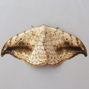 Image of Pebble Hook-tip - Drepana falcataria scotica