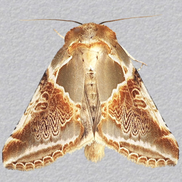 Top - 2
