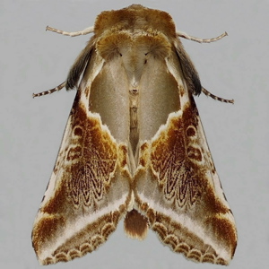 Image of Buff Arches - Habrosyne pyritoides