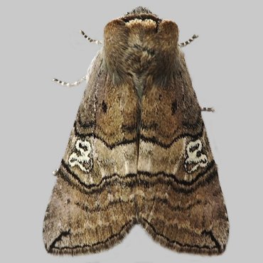 Picture of Figure Of Eighty - Tethea ocularis*