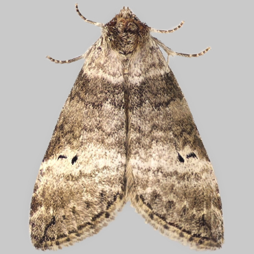 Picture of Common Lutestring - Ochropacha duplaris*