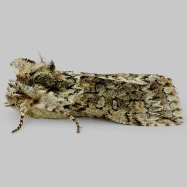 Picture of Frosted Green - Polyploca ridens*