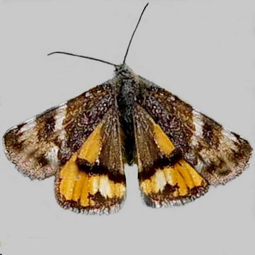 Picture of Orange Underwing - Archiearis parthenias*