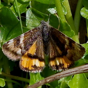 Image of Orange Underwing - Archiearis parthenias*