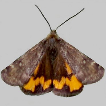 Picture of Light Orange Underwing - Archiearis notha*