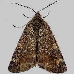 Image of Light Orange Underwing - Archiearis notha*