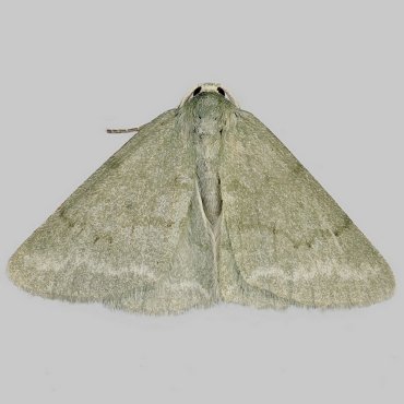 Picture of Grass Emerald - Pseudoterpna pruinata