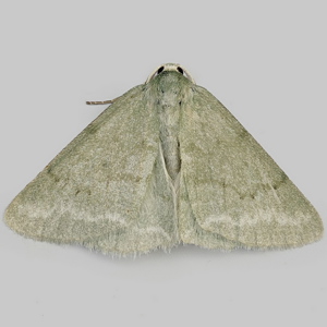 Image of Grass Emerald - Pseudoterpna pruinata